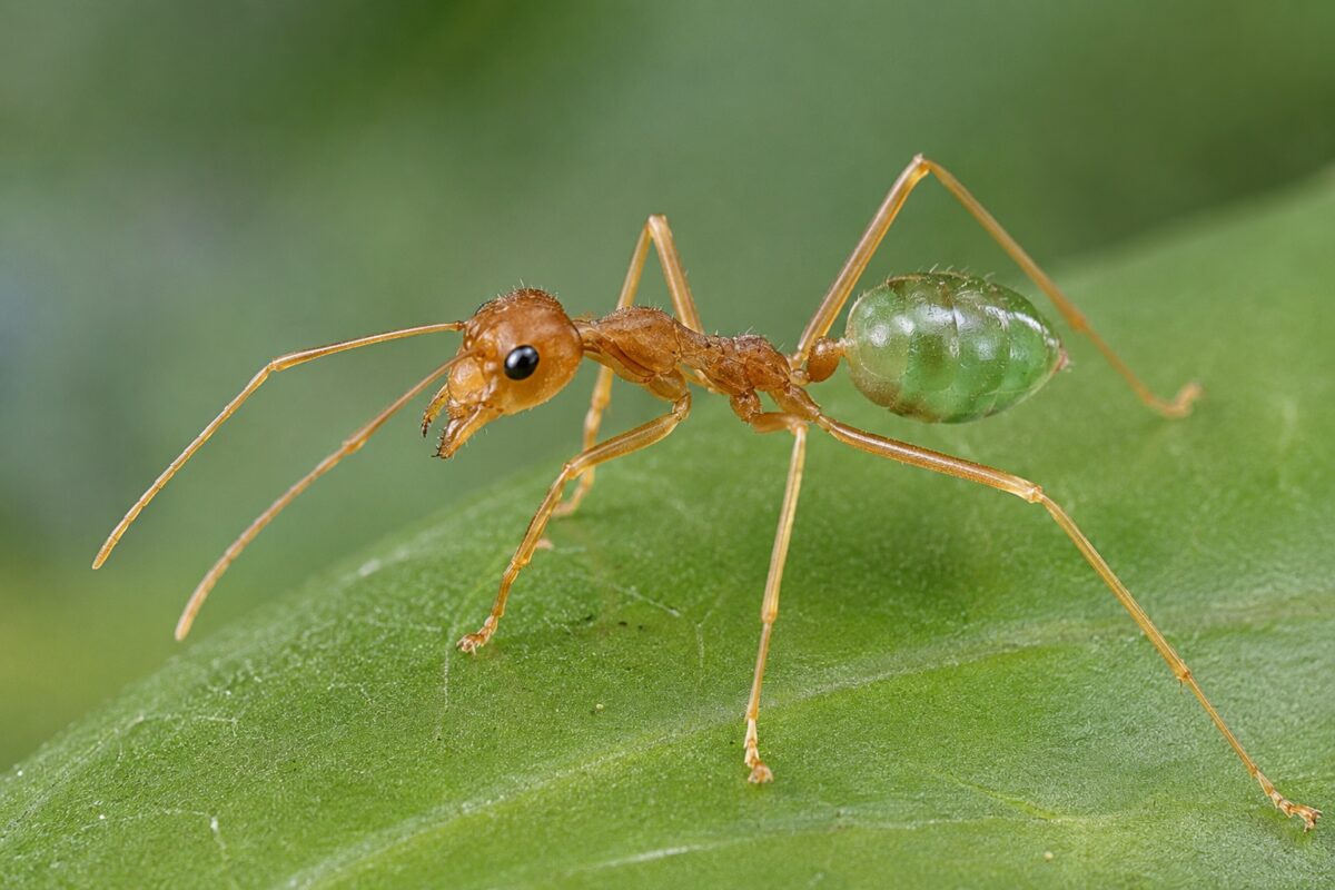Close-up of green ant commonly found around Cairns gardens