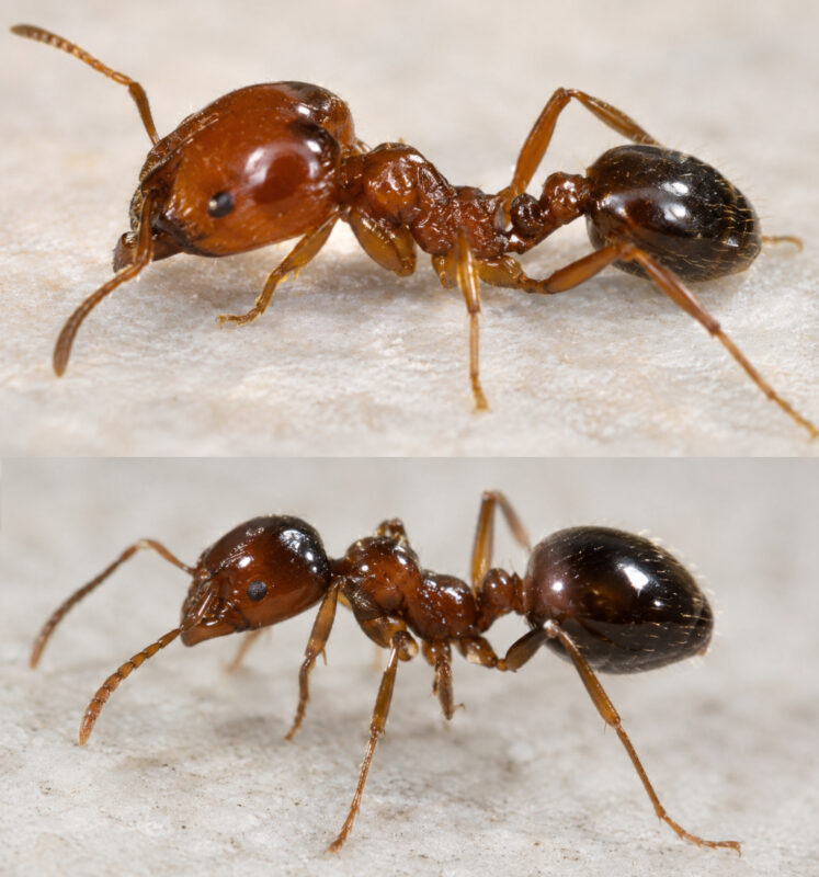 Coastal brown ants close up showing minor workers and major worker ants