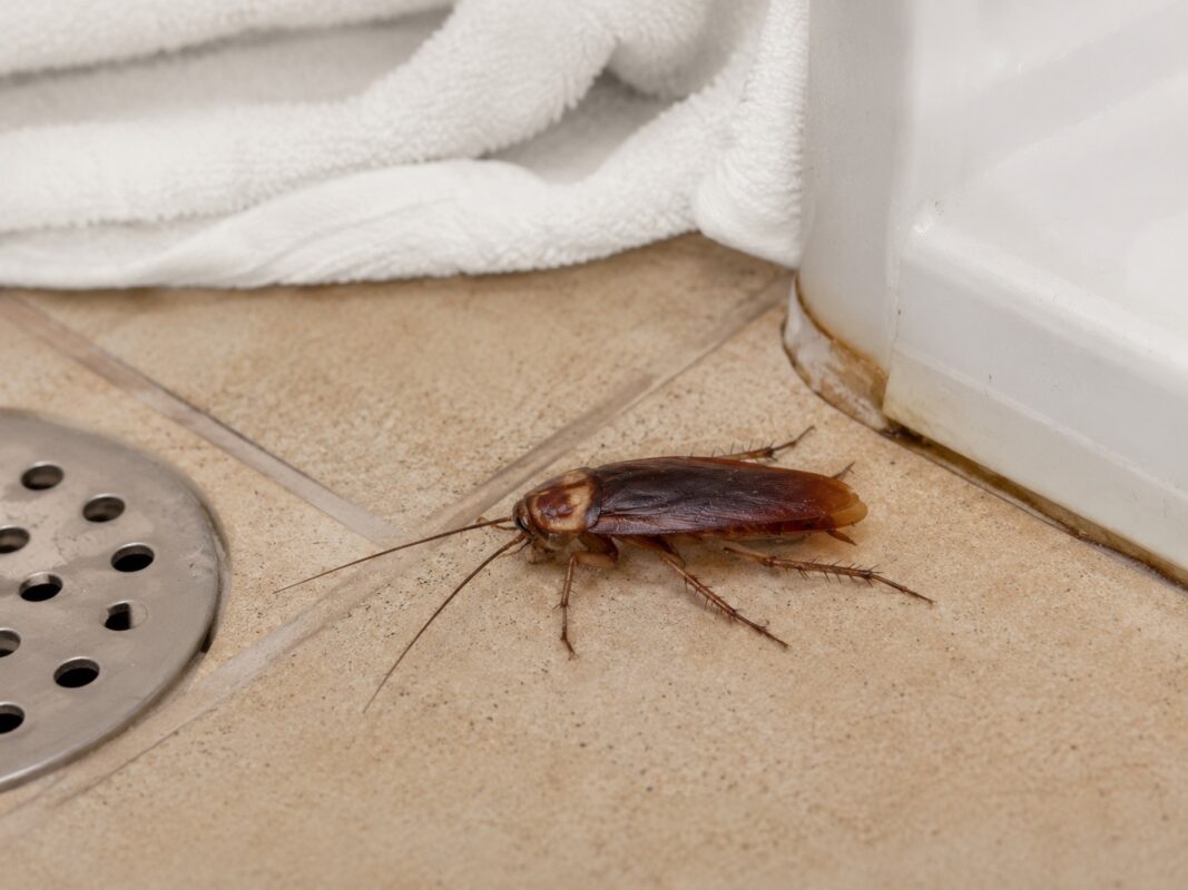 American cockroach near bathroom drain