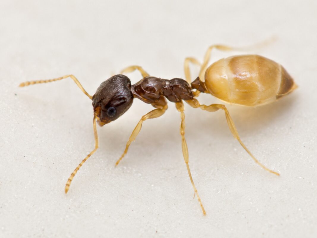 Close-up of ghost ant showing pale legs and body colouring