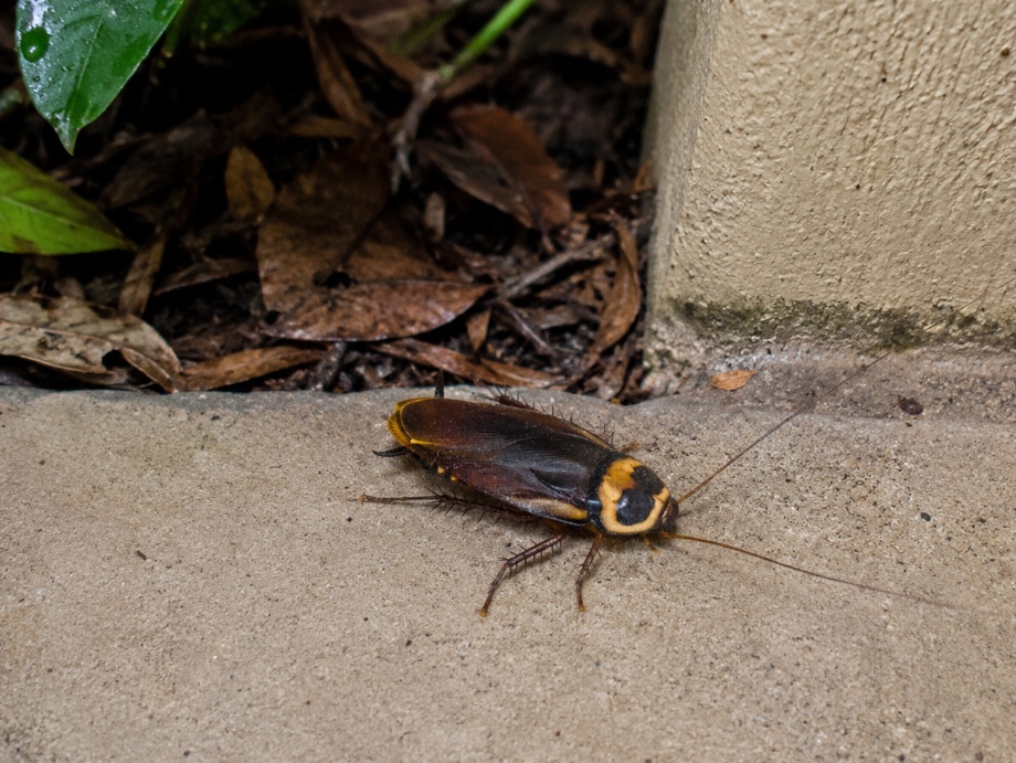 Australian cockroach near garden mulch