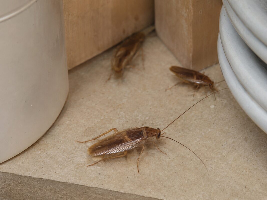 Brown-banded cockroach inside a cupboard