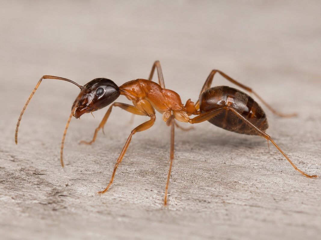 Carpenter ant, some species of which are commonly called sugar ants