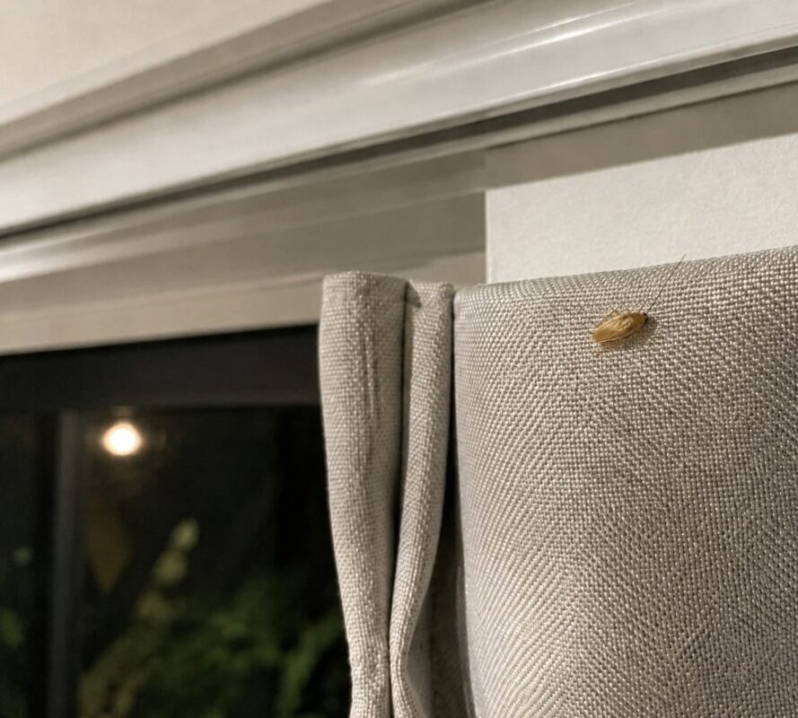 Native cockroach on curtain