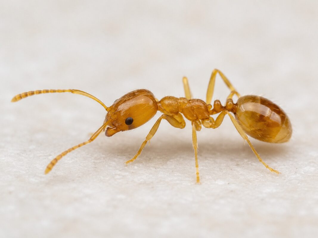 Close-up of Pharaoh ant showing small yellowish body colouring