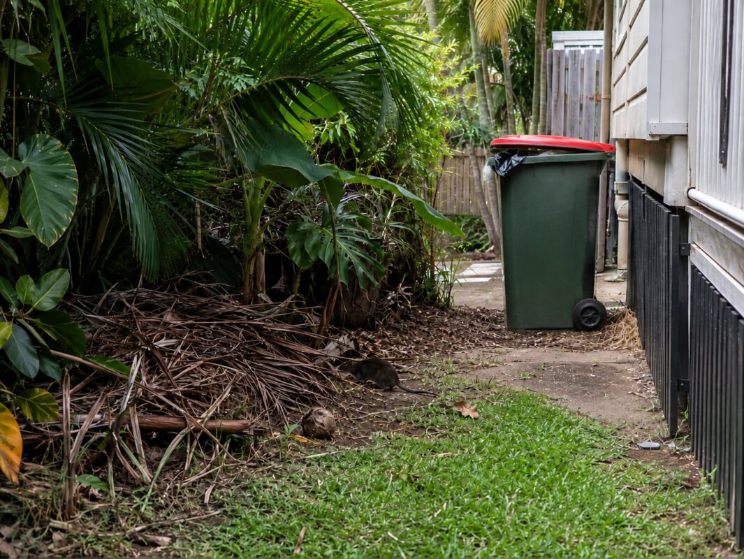 Cairns side yard with dense vegetation and bin area that may attract rodents