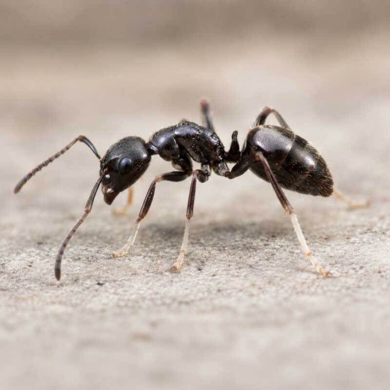 Close-up of white-footed house ant for pest identification